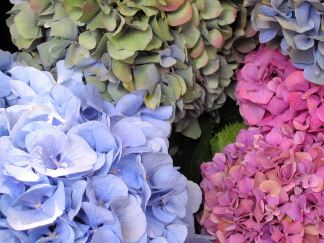 La jardinière de notre voisin