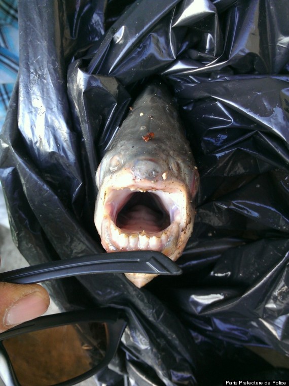 Pacu, Paris Prefecture de Police from the Huffington Post