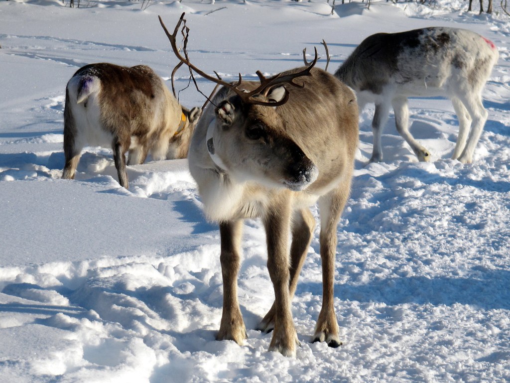 reindeer-herd-056-2