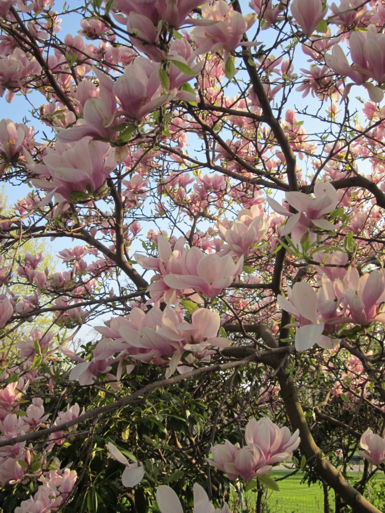 magnolia-paris-spring.jpg
