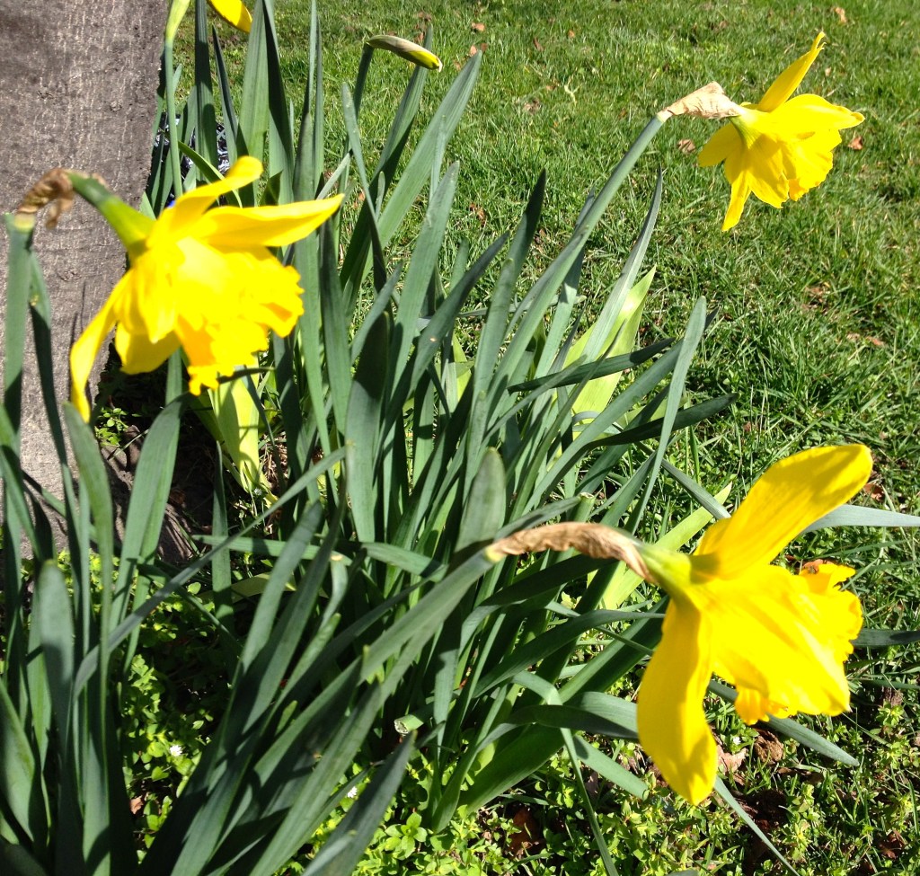 1. The daffodils are blooming along the Quai.