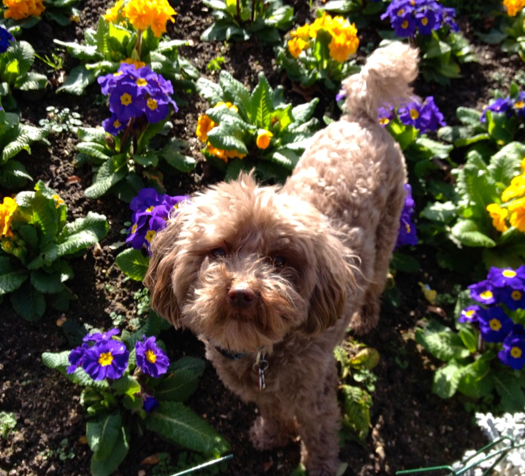 Taz-in-Paris-spring-flowers.jpg