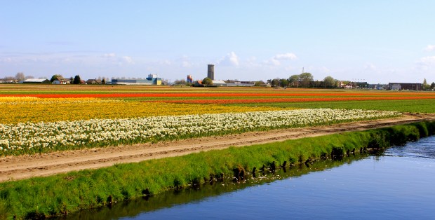 keukenhof_tulips6.jpg