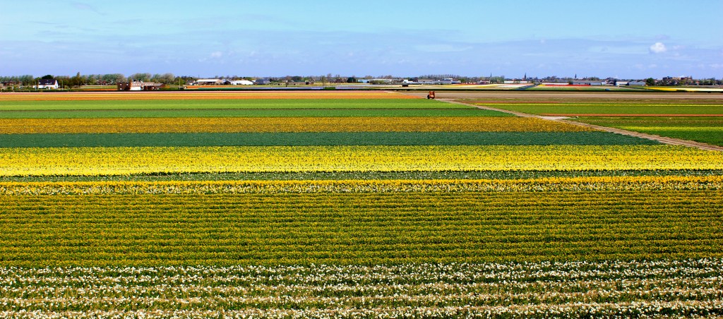 keukenhof_tulips5.jpg