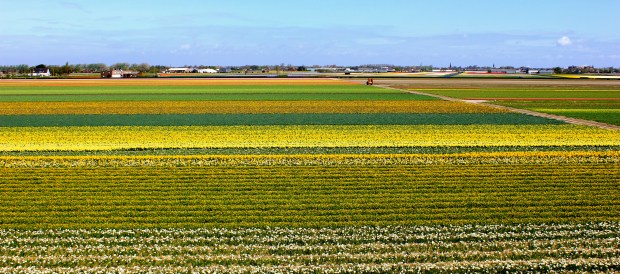 keukenhof_tulips5.jpg