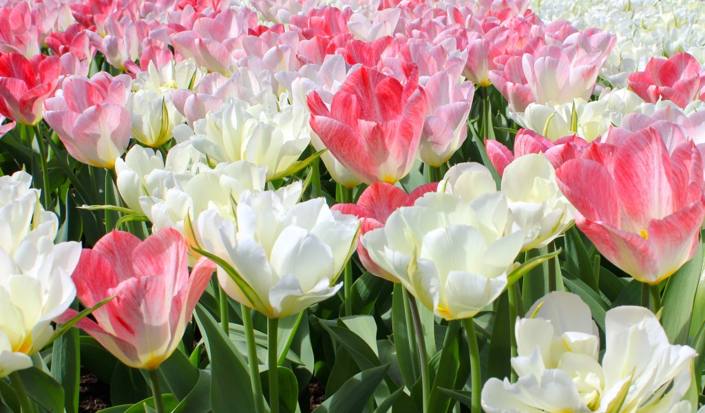 keukenhof_tulips.jpg