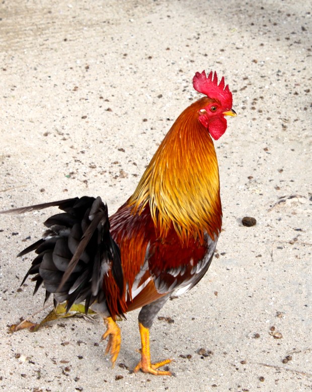 rooster_martinique.jpg