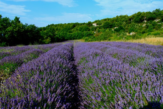 lavendar_provence_France.jpg