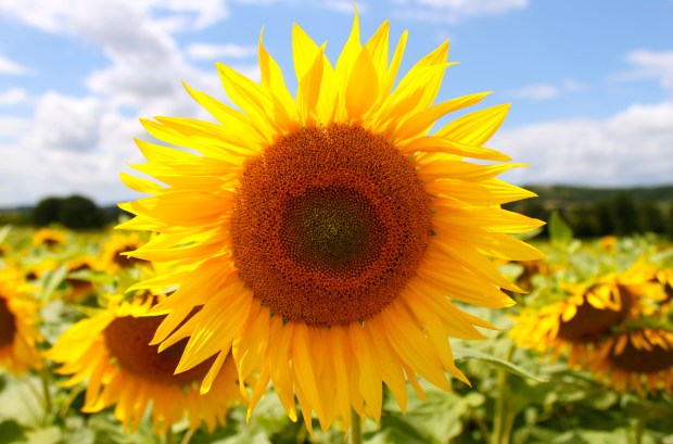 sunflowers_provence_france3.jpg