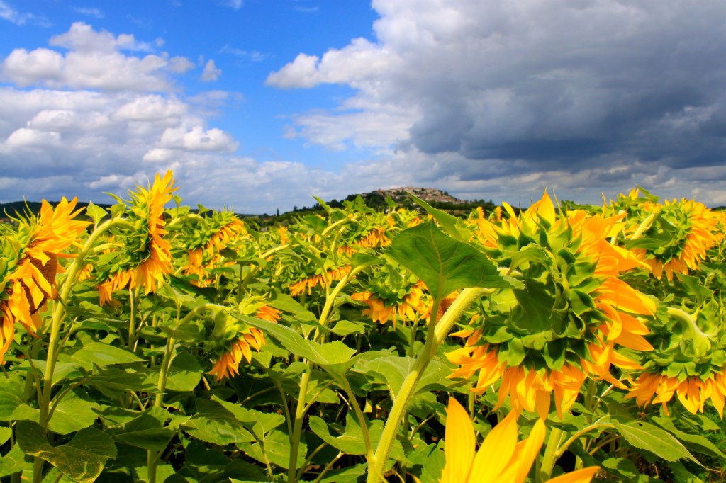 sunflowers_provence_france6.jpg