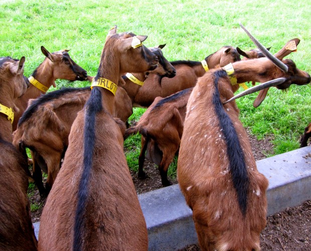 goats_france.jpg