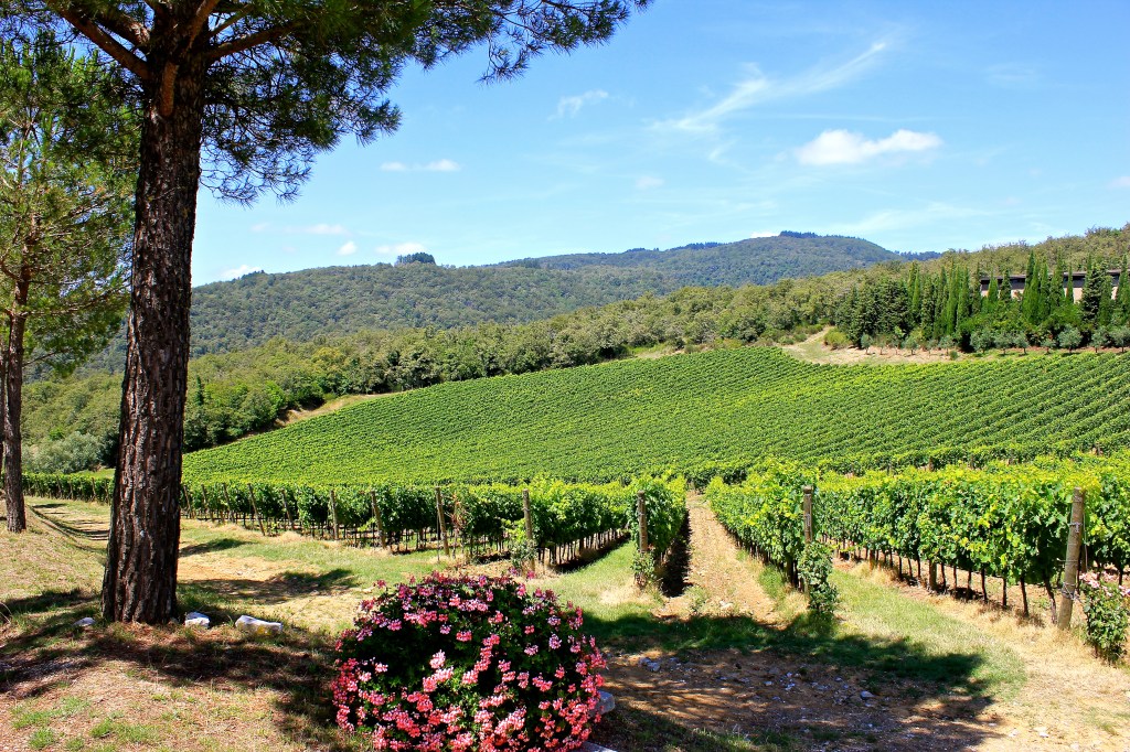 vineyard_tuscany.jpg